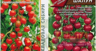 Charakteristika a popis odrůdy mletých rajčat, její výnos