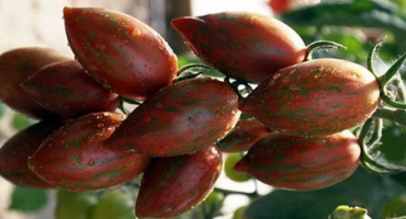 Charakteristika a popis odrůdy rajčatové čokolády