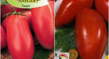 Charakteristika a popis odrůdy rajčat sibiřská trojka, výnos