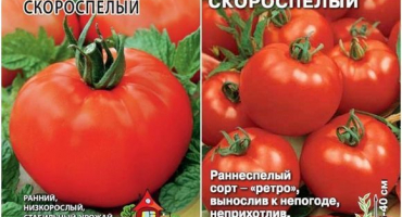 Charakteristika a popis rané odrůdy sibiřských rajčat, výnos a pěstování