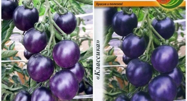 Charakteristika a popis odrůdy rajče modré hrozny, její výnos