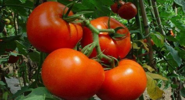 Charakteristika a popis odrůdy rajčat skythian