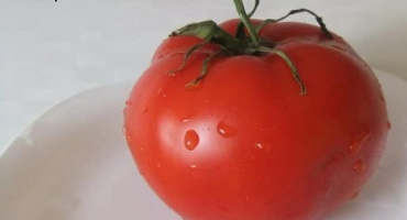 Charakteristika a popis odrůdy rajčete štír, její výnos