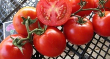 Charakteristika a popis odrůdy rajčete sweet million, její výnos