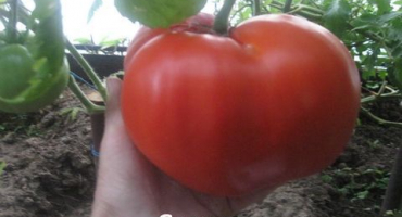 Charakteristika a popis odrůdy rajčat sladký zázrak, její výnos