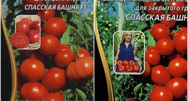 Charakteristika a popis odrůdy rajčat spasskaya věž, její výnos