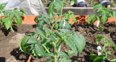 Charakteristika a popis odrůdy rajčat spiridon