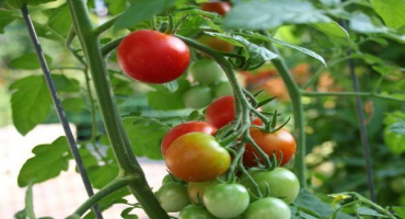 Charakteristika a popis odrůdy rajčat tamina, její výnos