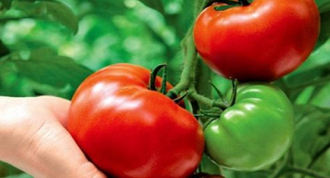 Charakteristika a popis odrůdy titanových rajčat