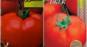 Charakteristika a popis odrůdy rajčat tlustý jack, její výnos