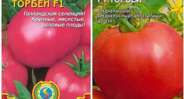 Charakteristika a popis odrůdy torbejského rajčete, její výnos