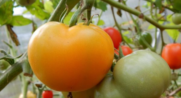 Charakteristika a popis odrůdy rajčete hurikán, její výnos