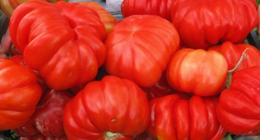 Charakteristika a popis odrůdy rajčat věčné volání