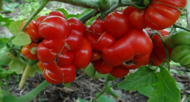 Charakteristika a popis plavební odrůdy rajčat, její výnos