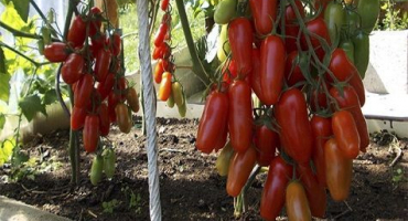 Charakteristika a popis odrůdy rajčat gigalo, její výnos