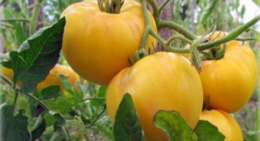 Charakteristika a popis odrůdy rajčat žirafa