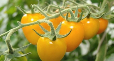 Charakteristika a popis odrůdy rajčatového zlatého rouna