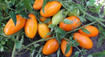 Charakteristika a popis odrůdy rajčete golden stream, její výnos