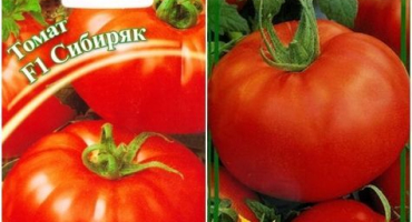 Charakteristika a popis odrůd rajčat sibiryak, sibiryachok a sibiryak matky, jejich výnos