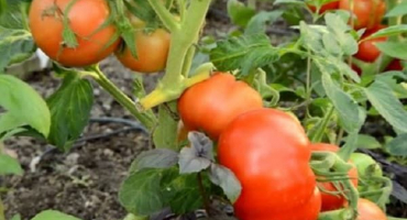 Charakteristika a popis odrůdy rajčat tlustý mnich