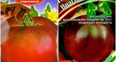 Charakteristika a popis odrůdy rajčat viagra, jejich výnos