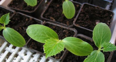 Charakteristika a popis odrůd okurek umělec f1 a anzor f1