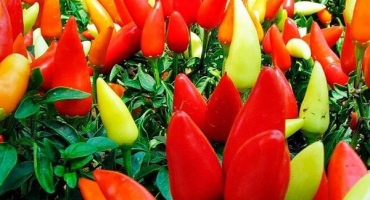 Charakteristika a popis odrůd paprik victoria, aivengo, něžnost, blondie, zdraví