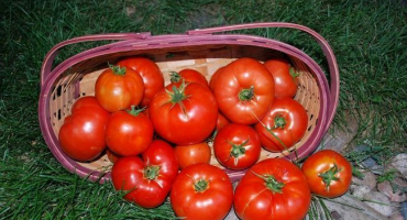 Charakteristika a popis hovězího masa z rajčat, o jakou odrůdu se jedná, jeho výnos