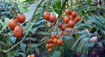 Charakteristika a popis rajčete tsifomandra, jak sázet a pěstovat