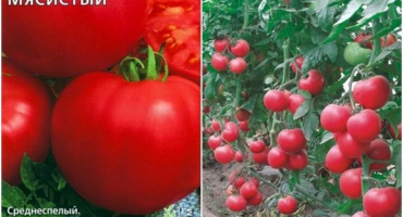 Charakteristika a popis dužnatého malinového rajčete, jeho výnos