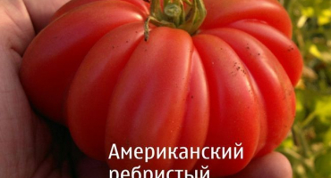 Charakteristika a vlastnosti péče o americké rajče žebrované