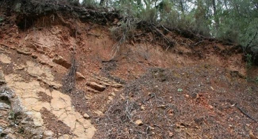 Charakteristika a podmínky vzniku hnědých půd, vegetace a vlastnosti
