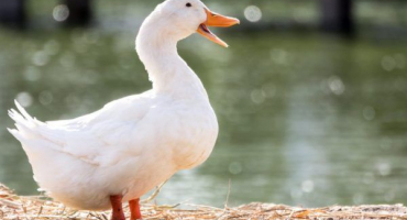 Charakteristika a chov kachny cherry vely