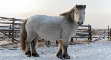 Charakteristika plemene jakutského koně, péče, údržba a chov