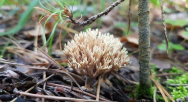 Charakteristika korálové houby