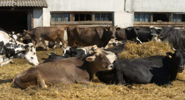 Charakteristika plemene krav kostroma