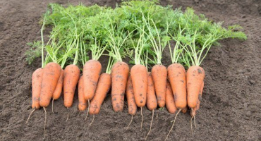 Charakteristika shantane mrkve a vlastnosti jejího pěstování