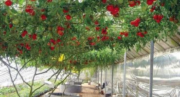 Charakteristika, popis a vlastnosti pěstování chobotnicových rajčat