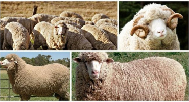 Charakteristika ovcí merino a kdo je choval, co je známo a chov