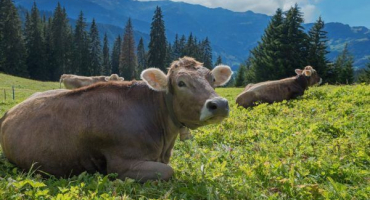 Charakteristika švýcarského plemene krav