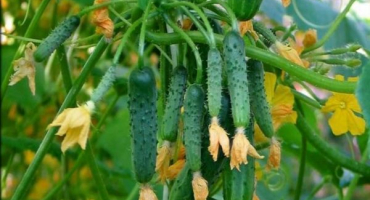 Charakteristika odrůdy sibiřské girlandy okurky, funkce péče