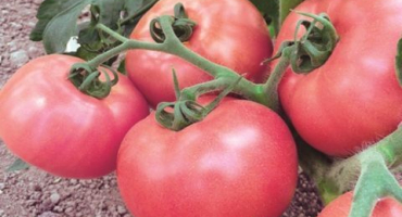 Hlavní charakteristika odrůdy rajčat a znaky zemědělské techniky