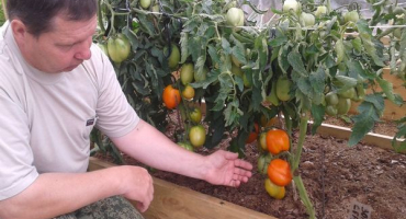 Charakteristika odrůdy rajčat medové srdce, její výnos