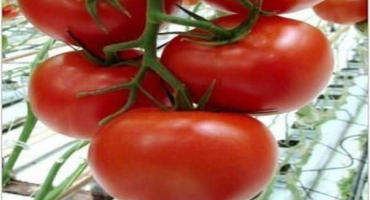 Charakteristika melodie odrůdy rajčat f1 a její výnos
