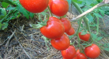 Charakteristika odrůdy rajčat solerosso, její výnos