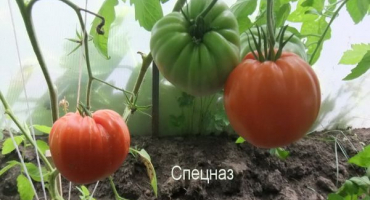 Charakteristika speciálních jednotek odrůdy rajčat, recenze letních obyvatel