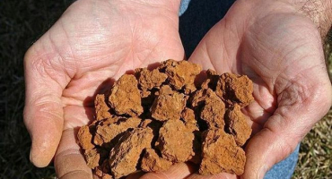 Charakteristika hlinitých půd a jak půda vypadá, způsoby jejího zlepšování