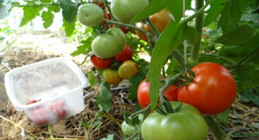 Charakteristika sachalinských rajčat a popis odrůdy