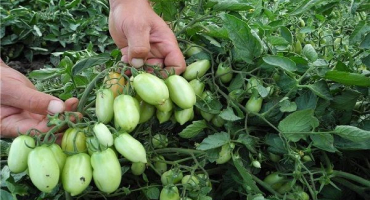 Charakteristika odrůdy rajčat briskolino, zejména pěstování a péče o plodinu