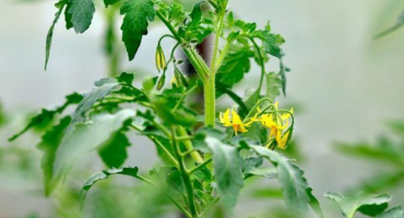 Charakteristika zlatých kopulí rajčat